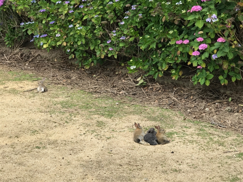 2017年6月 うさぎ島（大久野島）紫陽花の頃 グラウンド 穴を掘って休むうさぎさん達