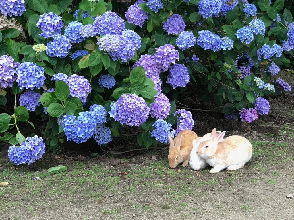 f:id:rararasan:20170711154717j:plain