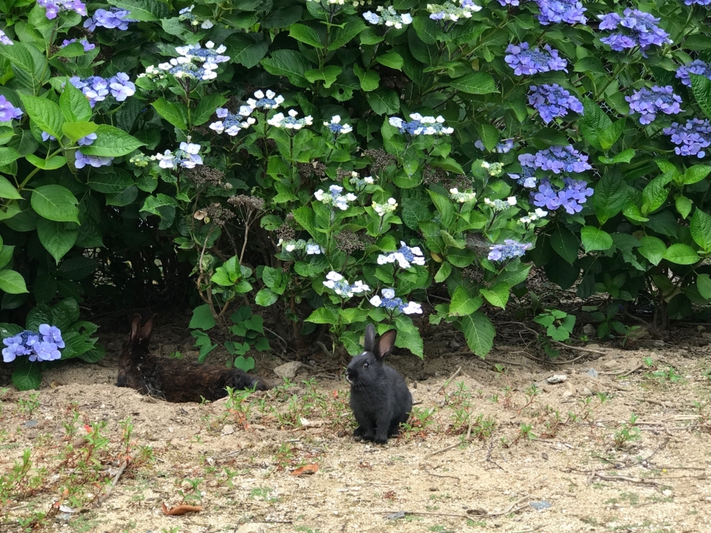 2017年6月 うさぎ島（大久野島）紫陽花の頃 グラウンド 警戒する小さなうさぎさん