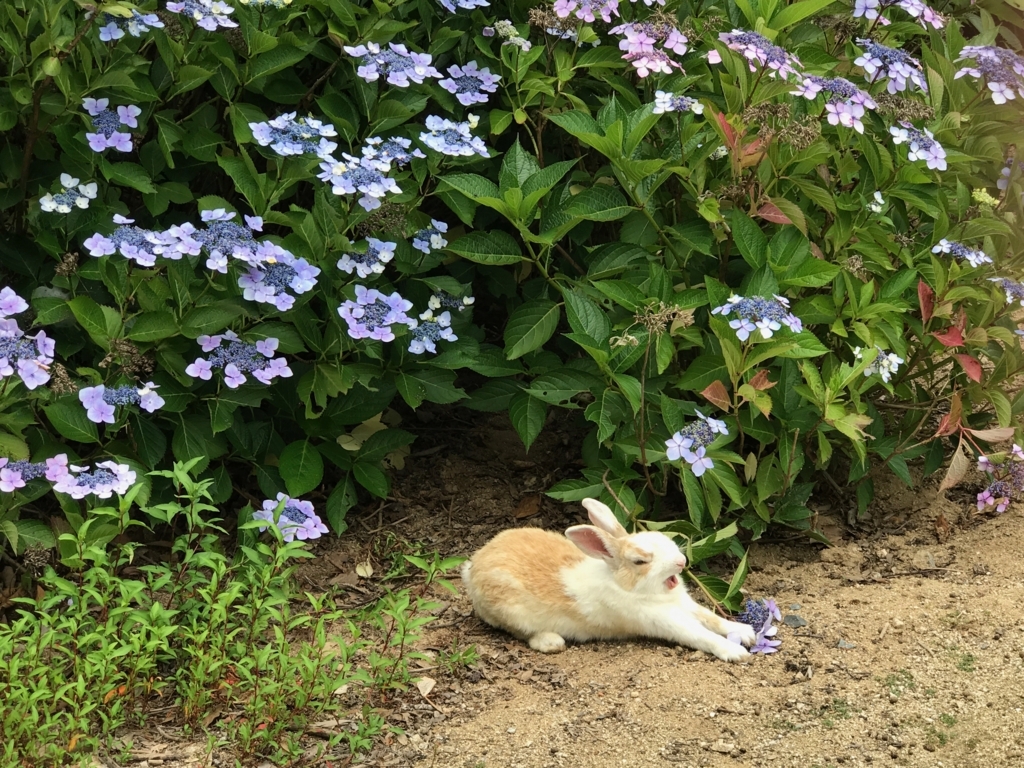 2017年6月 うさぎ島（大久野島）紫陽花の頃 グラウンド 大あくびする うさぎさん