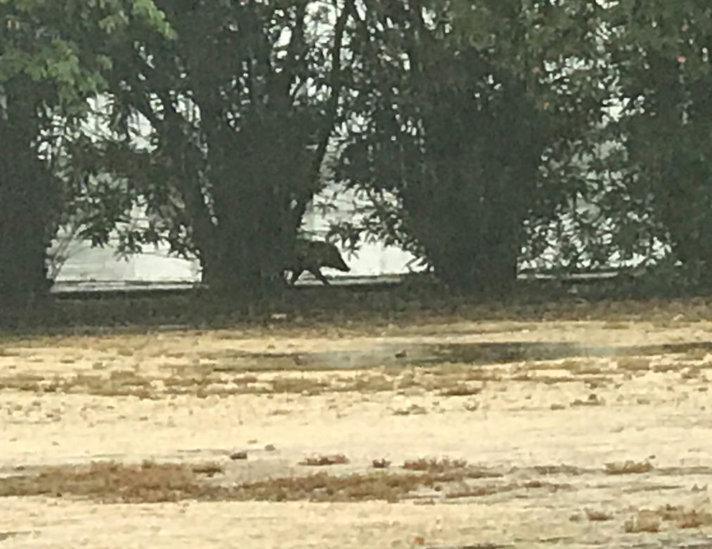 2017年6月 うさぎ島（大久野島）紫陽花の頃 グラウンド イノシシ出現