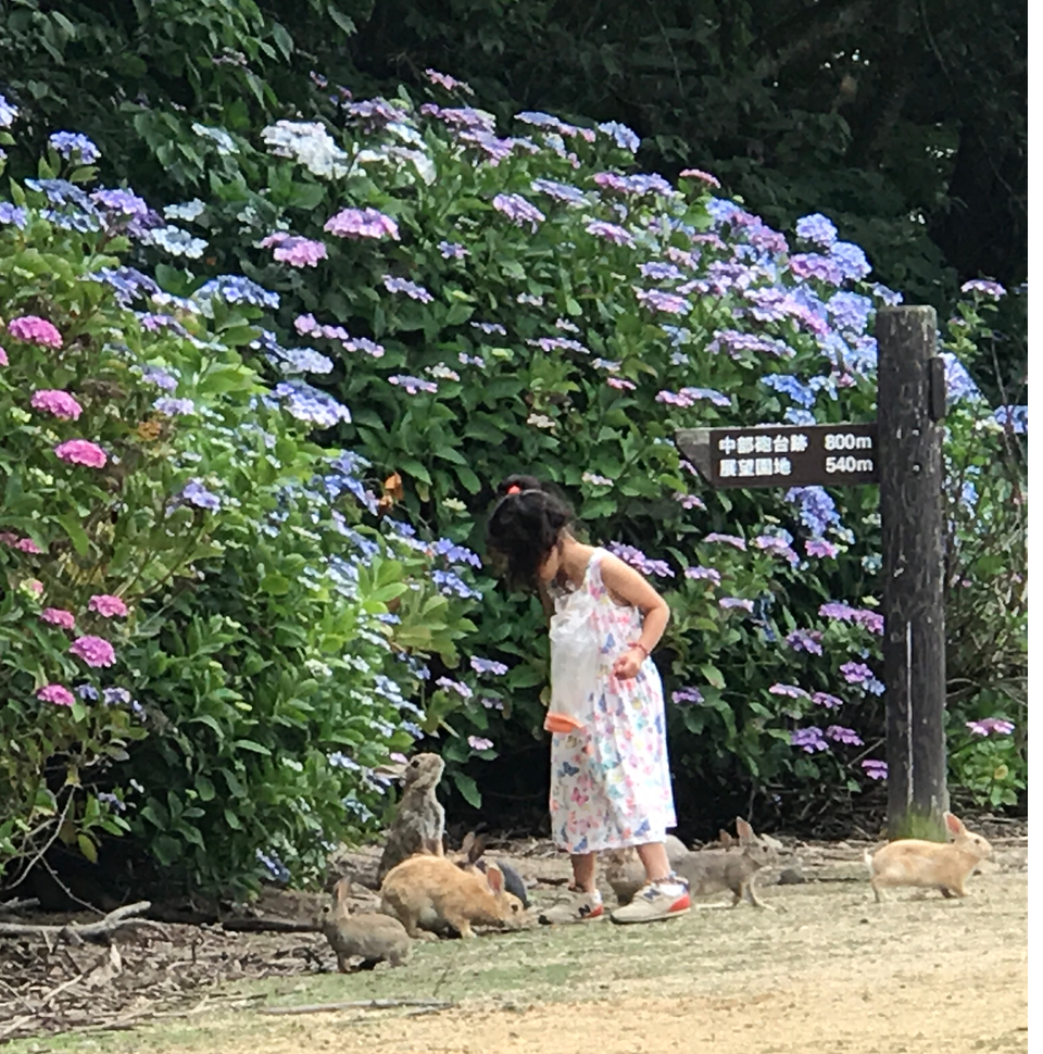 2017年6月 うさぎ島（大久野島）紫陽花の頃 グラウンド お子さんとうさぎさん達
