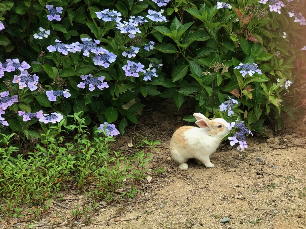 2017年6月 うさぎ島（大久野島）紫陽花の頃 グラウンド クンクンする うさぎさん