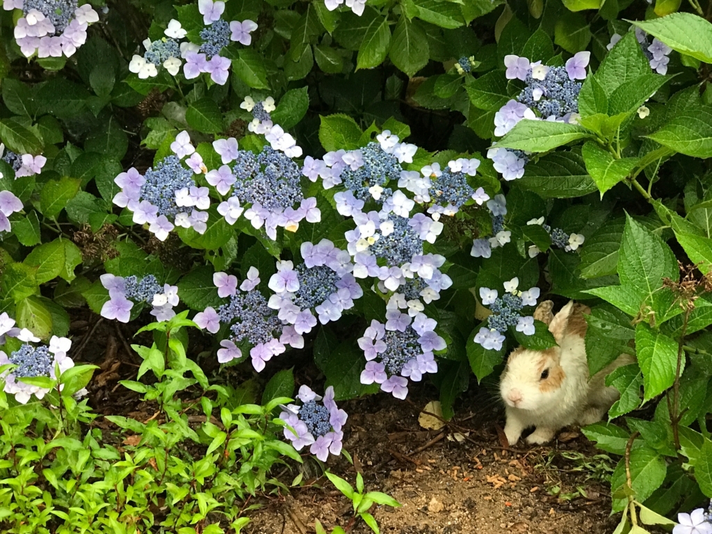 2017年6月 紫陽花の頃 うさぎ島（大久野島）