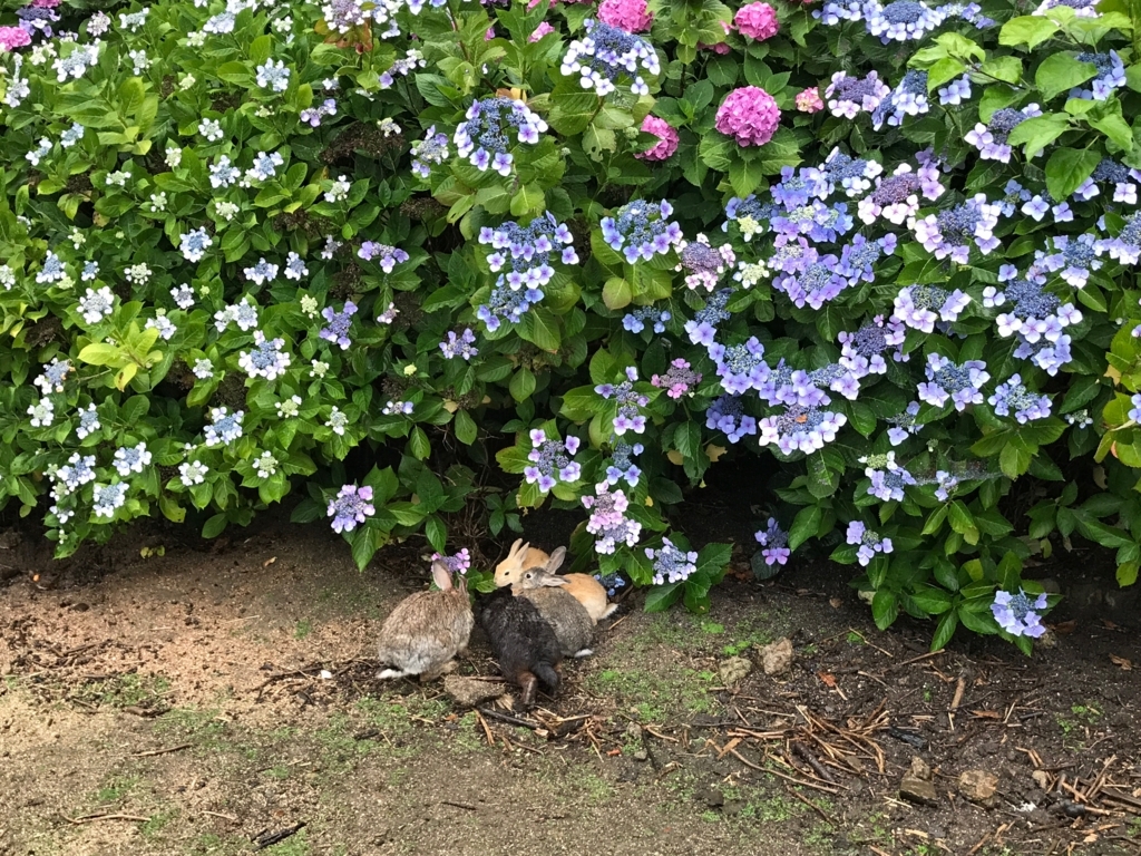 2017年6月 うさぎ島（大久野島）紫陽花の頃 グラウンド 本格雨降りの中 うさぎさん達
