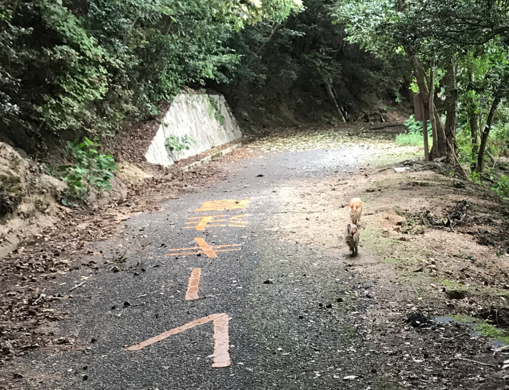 広島県 うさぎ島（大久野島）台風18号午後接近 火薬庫跡近く