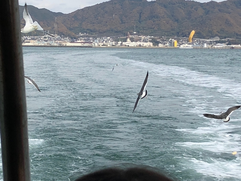 f三原港からうさぎ島へ「ラビットライン」走行中の船尾に たくさんのカモメ