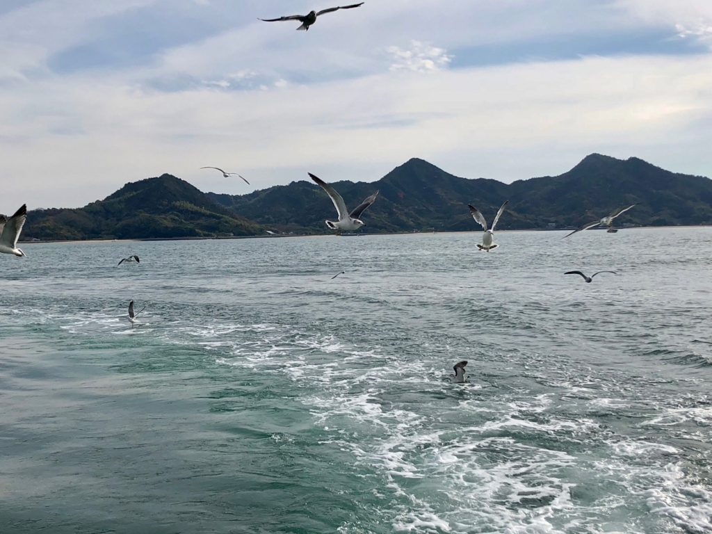 三原港からうさぎ島へ「ラビットライン」走行中 追ってくるカモメ