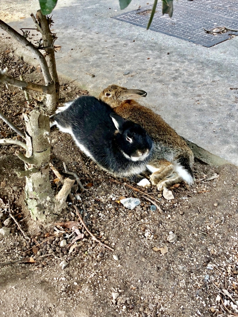 広島県 うさぎ島（大久野島）今回最初に出会った うさぎさん達