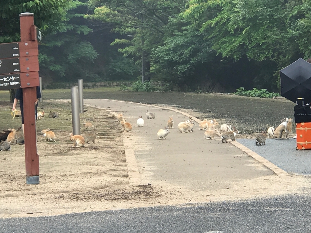 2017年6月頃 広島県 大久野島（うさぎ島） 第２桟橋周辺 群がるうさぎさん達