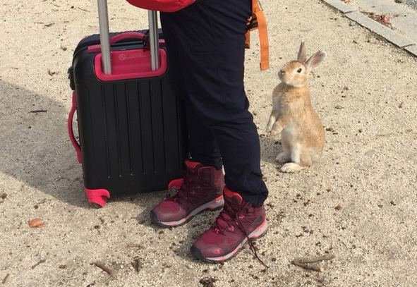 017年11月連休後半 うさぎ島（大久野島）「気づかなくて、ごめんね。」