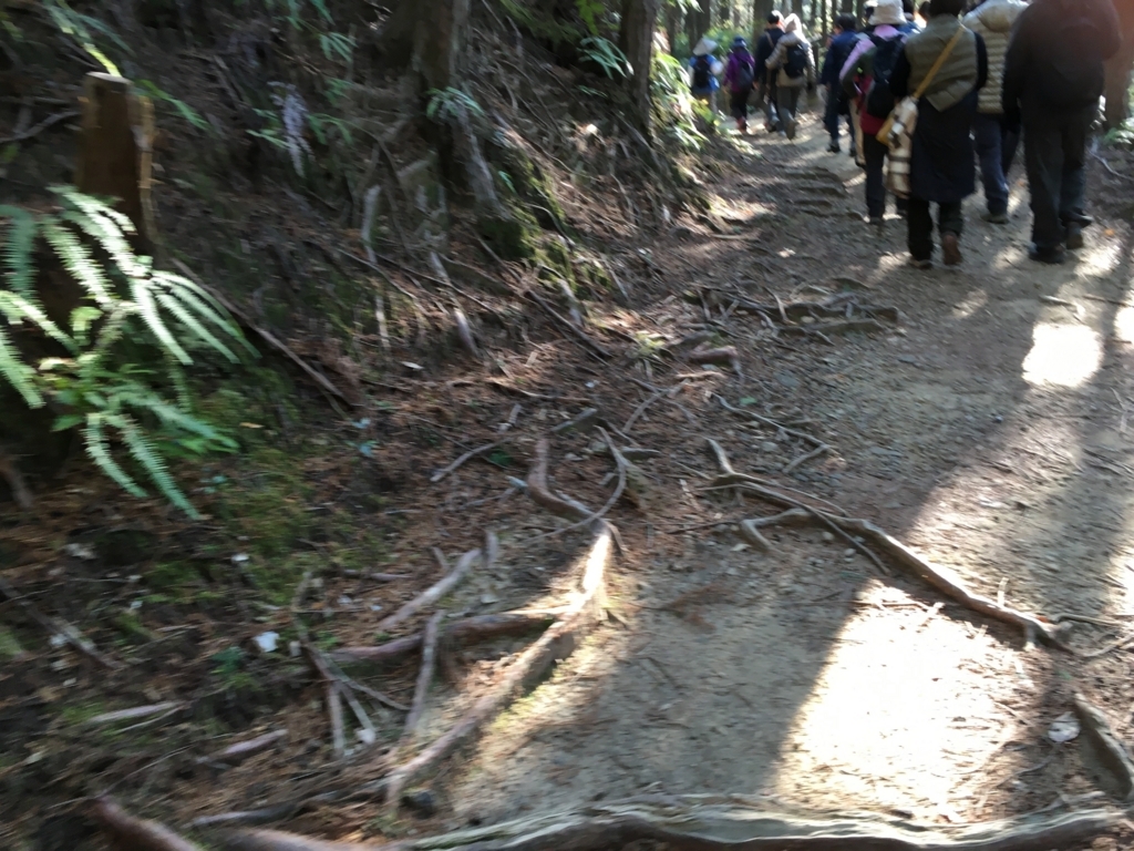 熊野古道 中辺路 道にはたくさんの木の根が露出