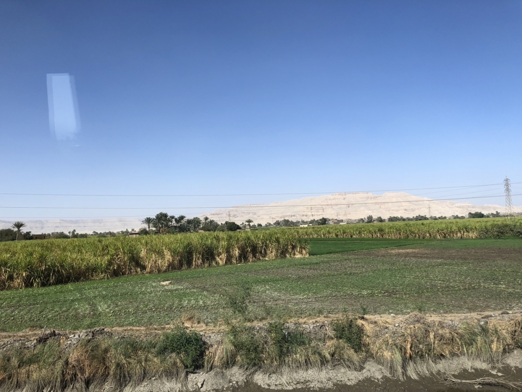 エジプト ルクソール 西岸 出荷時期 さとうきび畑 エジプト ルクソール 西岸 出荷時期 さとうきび畑