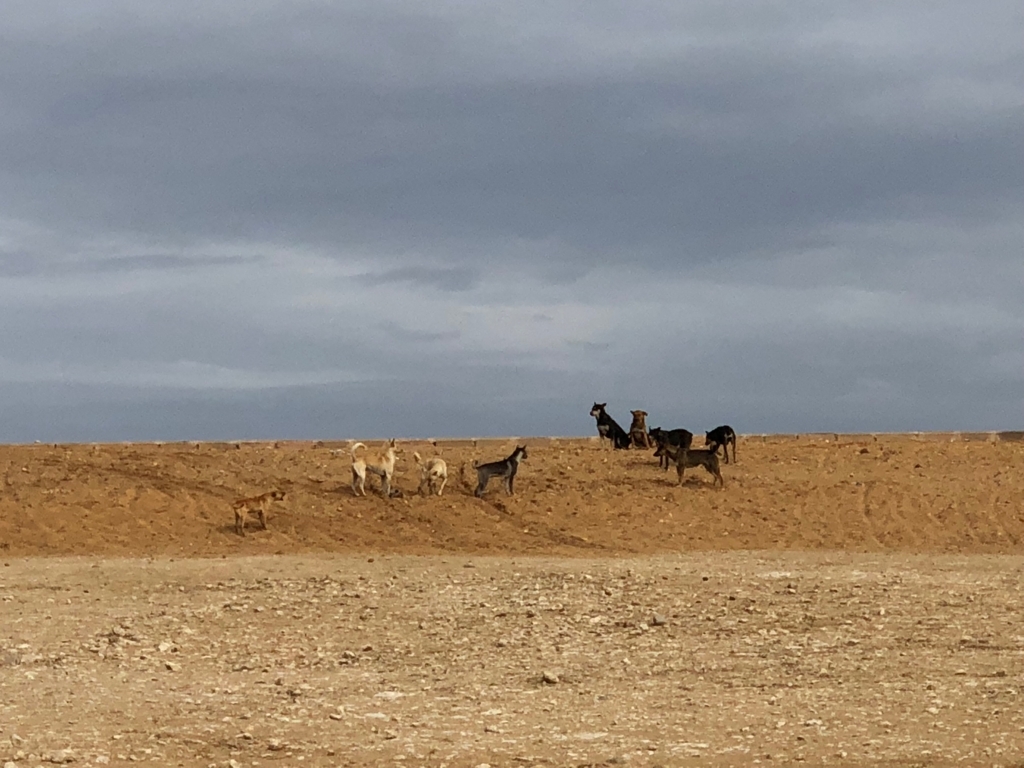 エジプト ギザ 3大ピラミッド「パノラマポイント」 周囲の風景風景 水平線には野犬 拡大