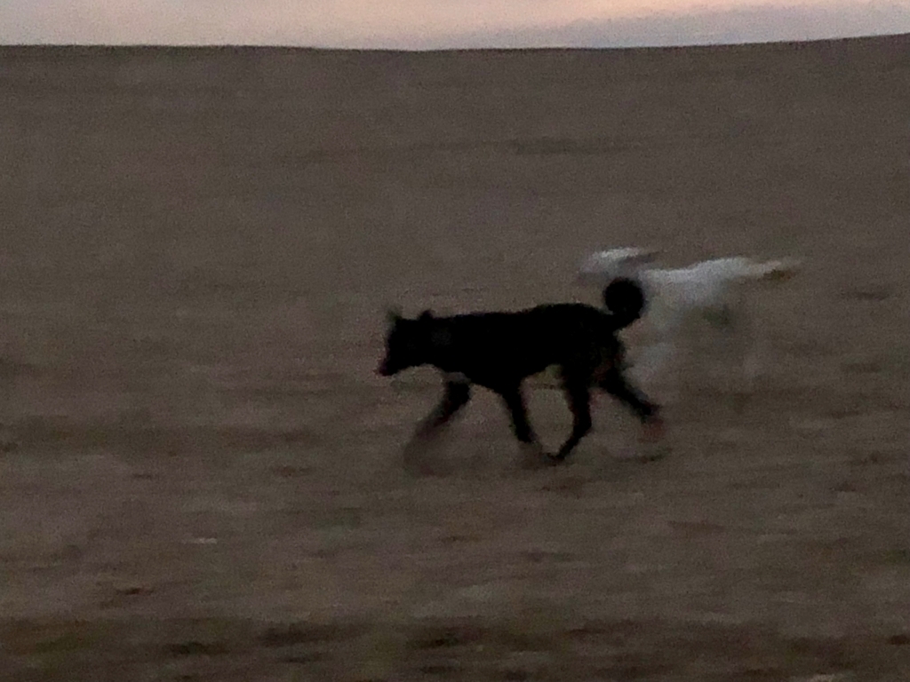 エジプト ギザ 夜明け前 3大ピラミッドエリア 吠える犬達