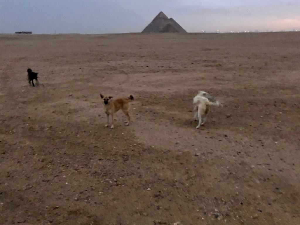 エジプト ギザ 3大ピラミッド 夜明け近く 集まってくる犬達