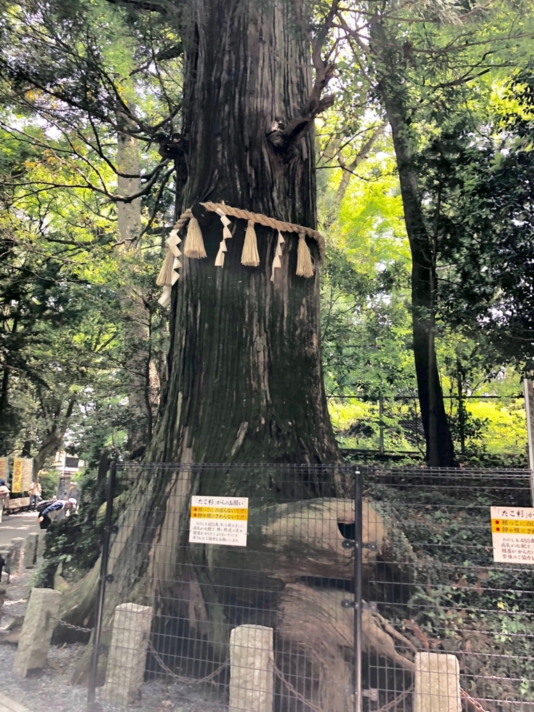 2018年5月 高尾山 たこ杉 2018年5月 高尾山 たこ杉