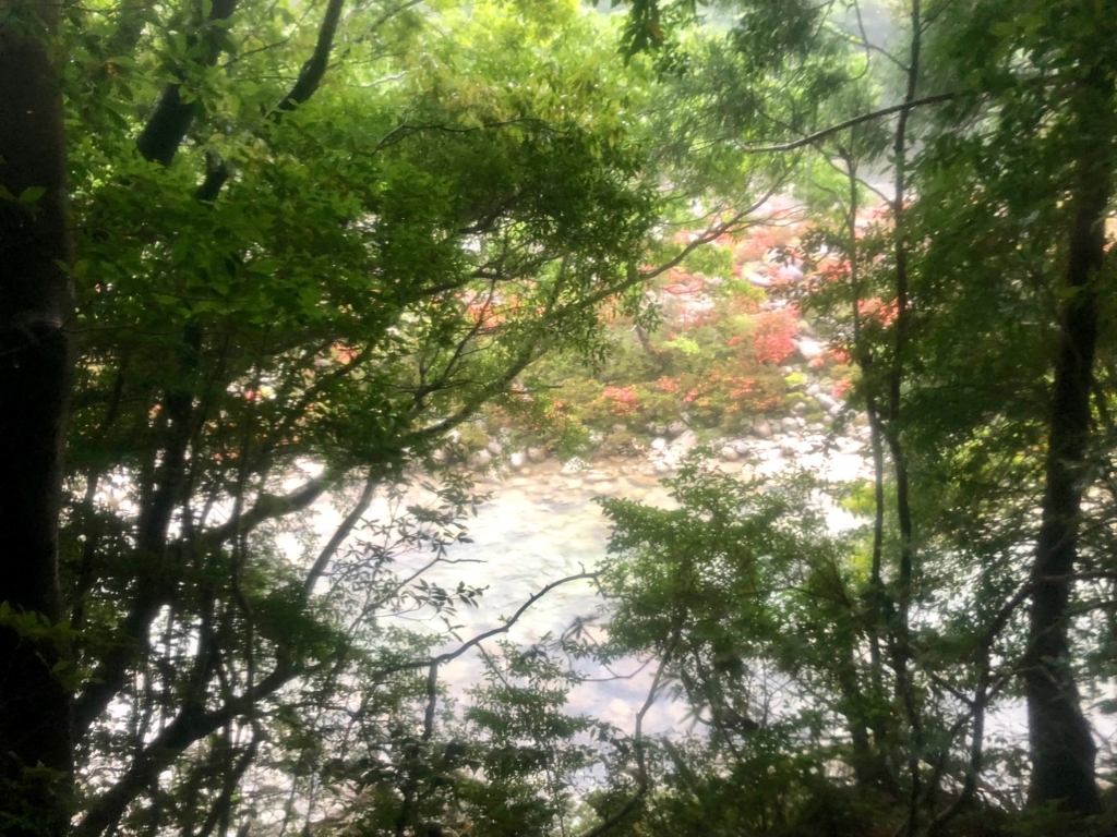 2018年5月後半 屋久島「縄文杉トレッキング」トロッコ道 川底 岩の合間にツツジ