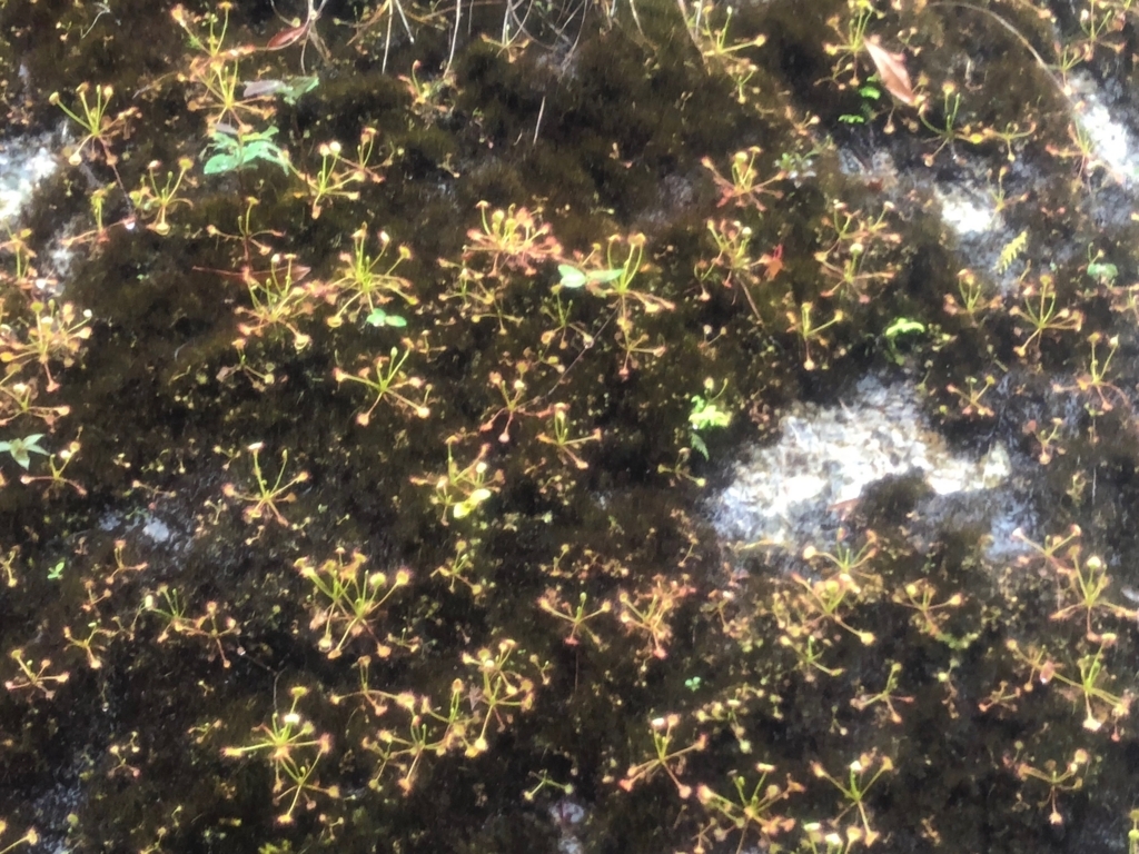 2018年5月後半 屋久島「縄文杉トレッキング」復路 トロッコ道 雨に輝く苔