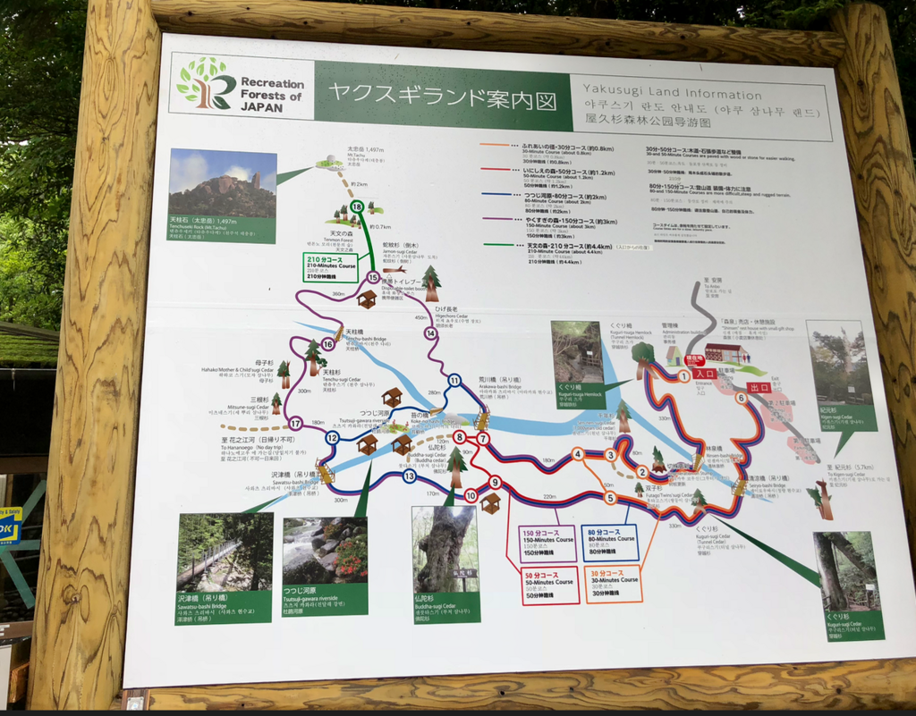 屋久島 ヤクスギランド いにしえの森コース散策 登山なしで行ける 樹齢約3000年 紀元杉 空飛ぶおばさん旅日記 壱