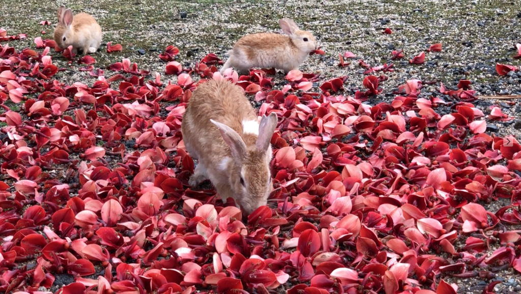 2018年6月うさぎ島（大久野島）「アメリカデイゴ」 満開、うさぎさん達 食事中