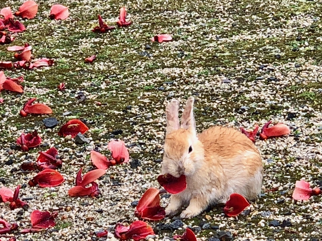 2018年6月うさぎ島（大久野島）「アメリカデイゴ」 満開、小さな うさぎさんも 食事中