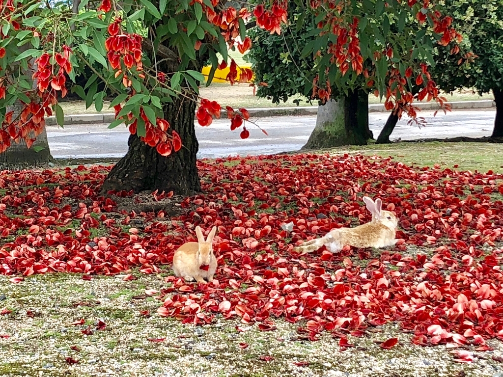 2018年6月うさぎ島（大久野島）「アメリカデイゴ」 満開、休憩する うさぎさん