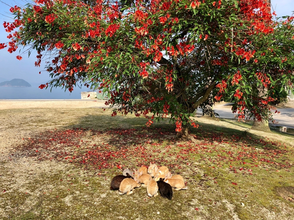 2018年6月うさぎ島（大久野島）「アメリカデイゴ」 ３日目 食べ尽くされた花びら