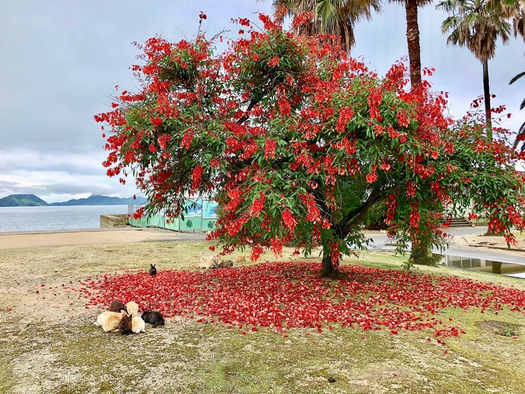 2018年6月うさぎ島（大久野島）「アメリカデイゴ」 満開