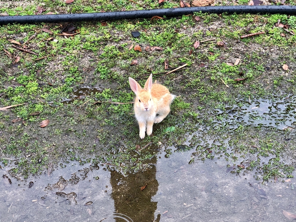 2018年6月うさぎ島（大久野島）雨降りのパターゴルフ場近く 水溜りを渡れない 小さなうさぎさん