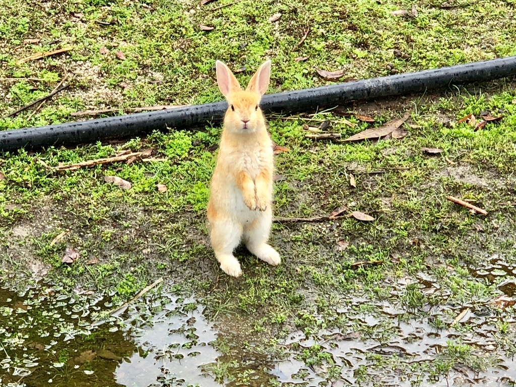 2018年6月うさぎ島（大久野島）雨降りのパターゴルフ場近く こっちだよポーズの 小さなうさぎさん