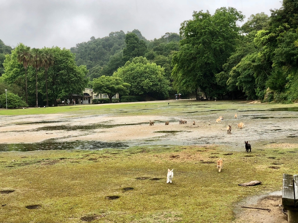 2018年6月うさぎ島（大久野島）雨降りのパターゴルフ場