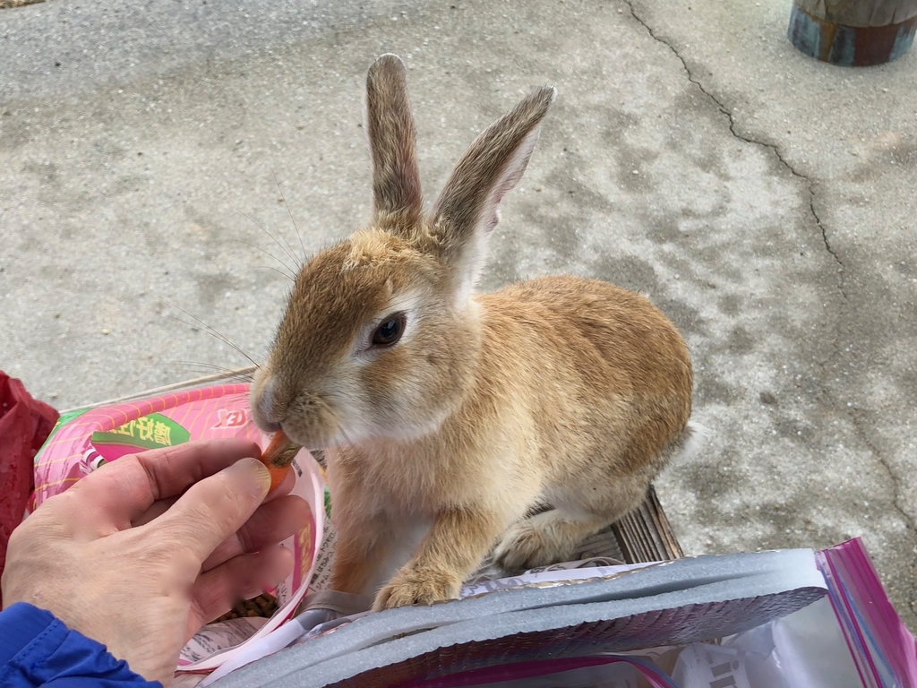 2018年6月うさぎ島（大久野島）側に来る うさぎさん