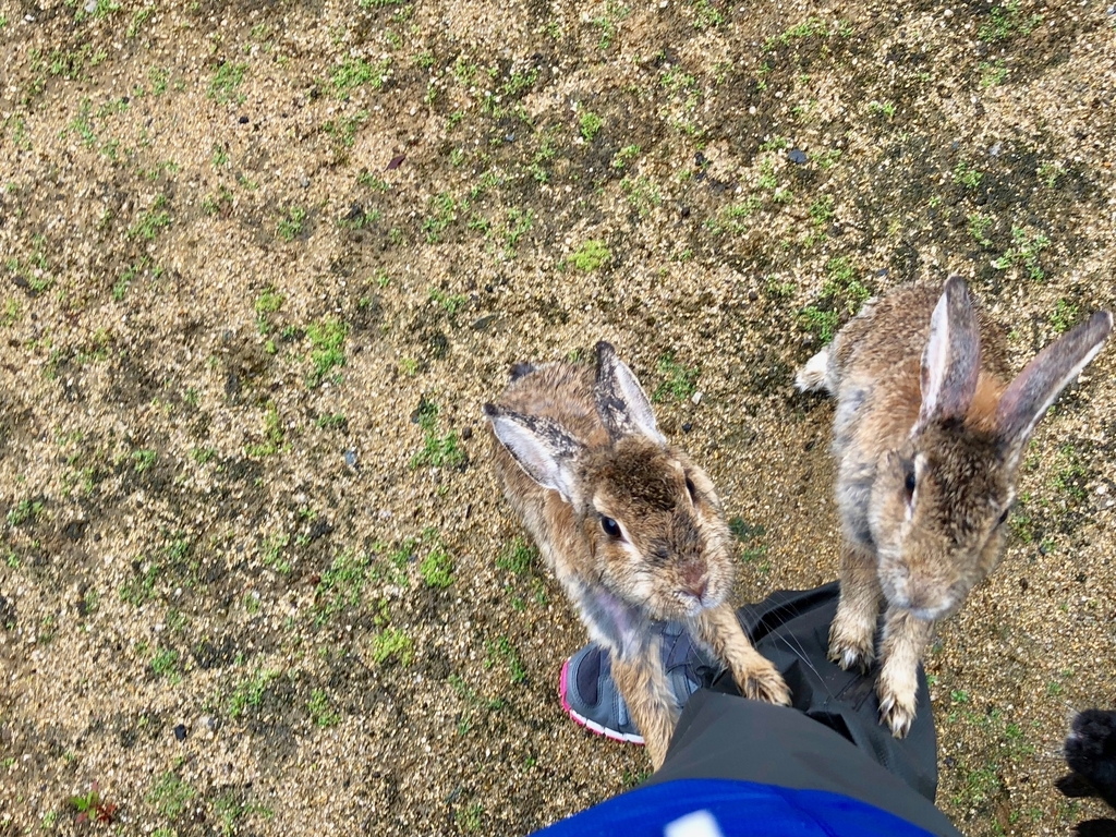 2018年6月うさぎ島（大久野島）「ここに、いるよ〜」アピールする うさぎさん達