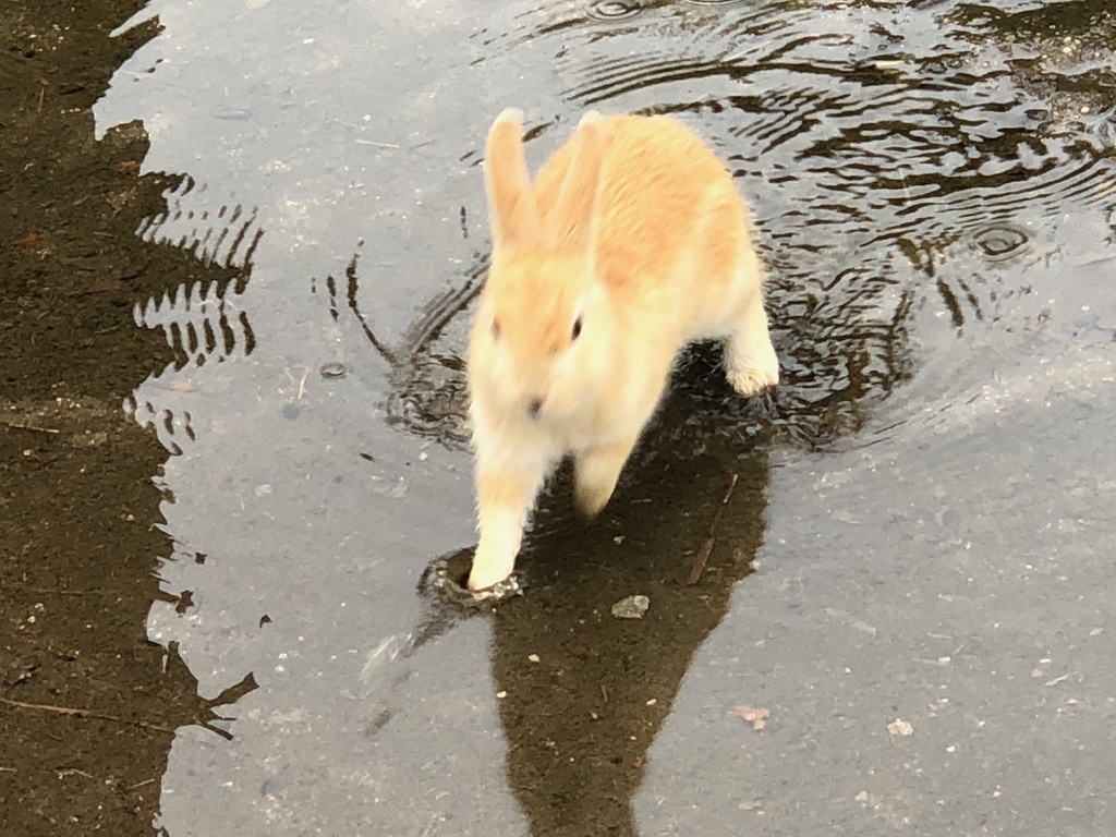 2018年6月うさぎ島（大久野島）雨降りのパターゴルフ場近く 必死に大きな水溜りを渡る 小さなうさぎさん