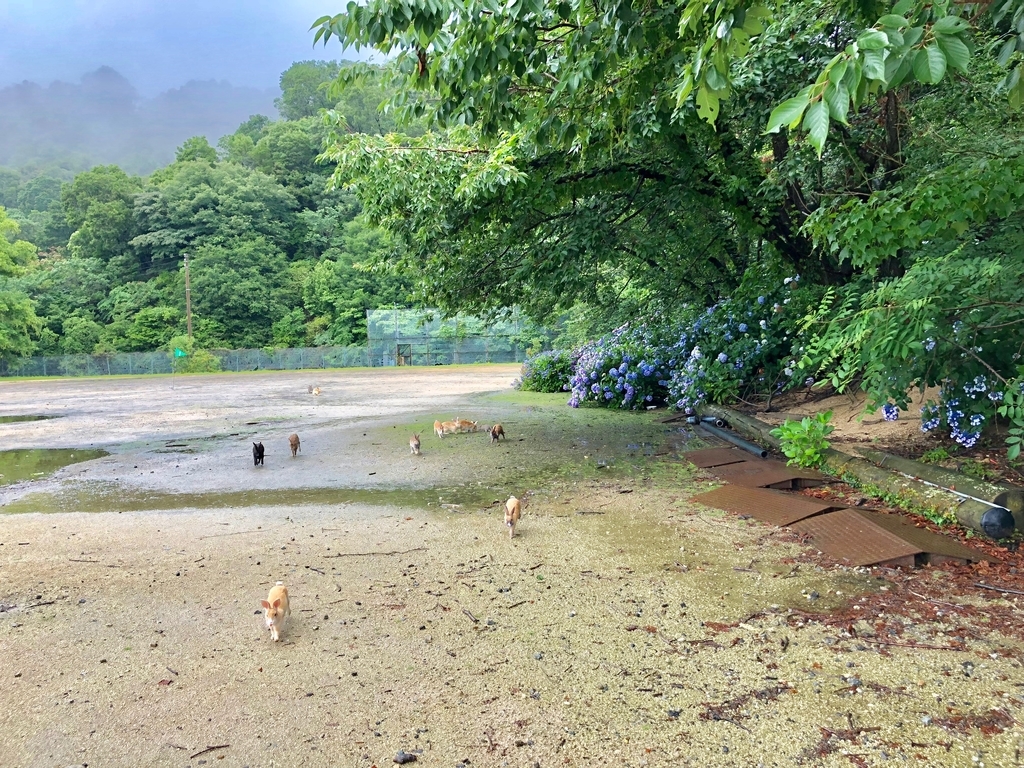 2018年6月うさぎ島（大久野島）雨降りのグラウンド