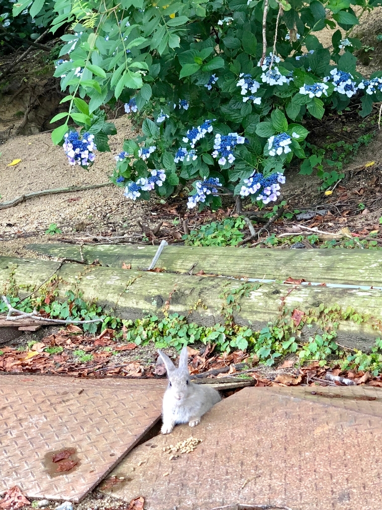 2018年6月うさぎ島（大久野島）雨降りのグラウンド 小さな子も顔を出して