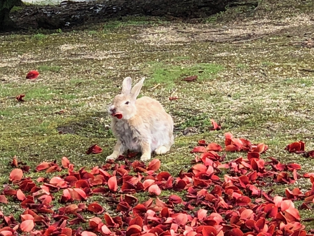 2018年6月うさぎ島（大久野島）「アメリカデイゴ」 満開、花びらを食べる うさぎさん