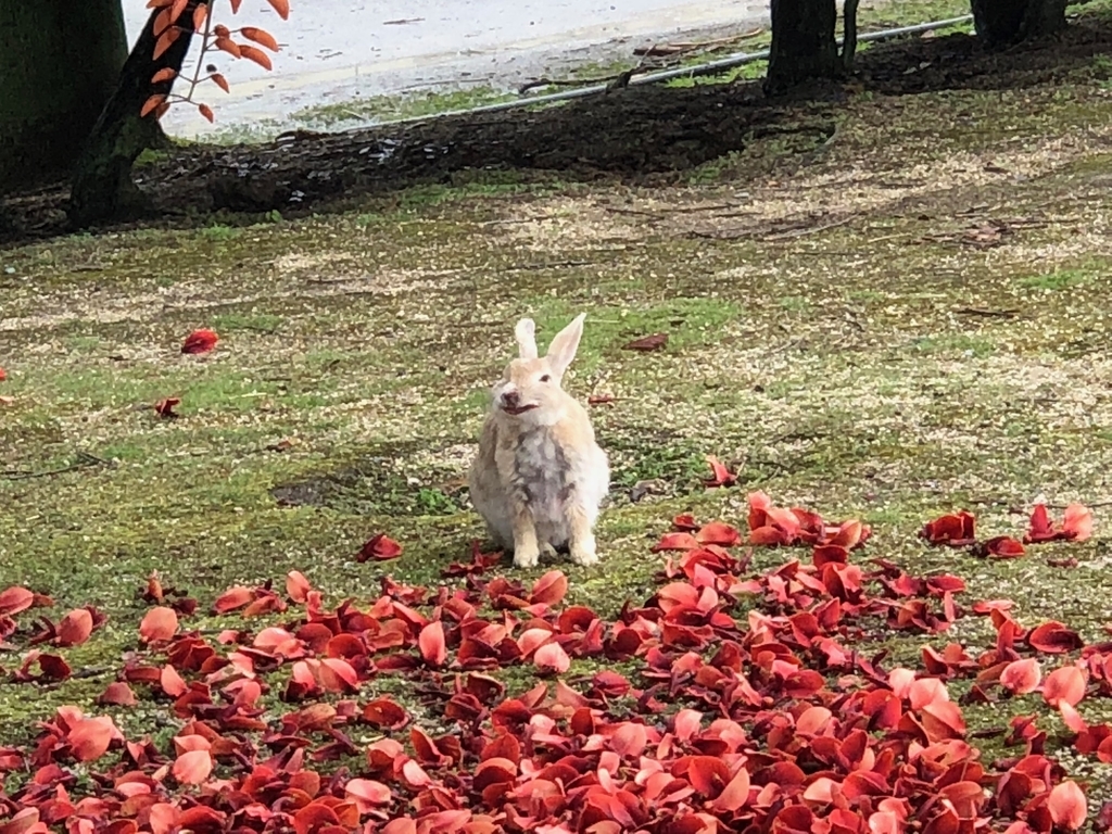 2018年6月うさぎ島（大久野島）「アメリカデイゴ」 満開、微笑む うさぎさん