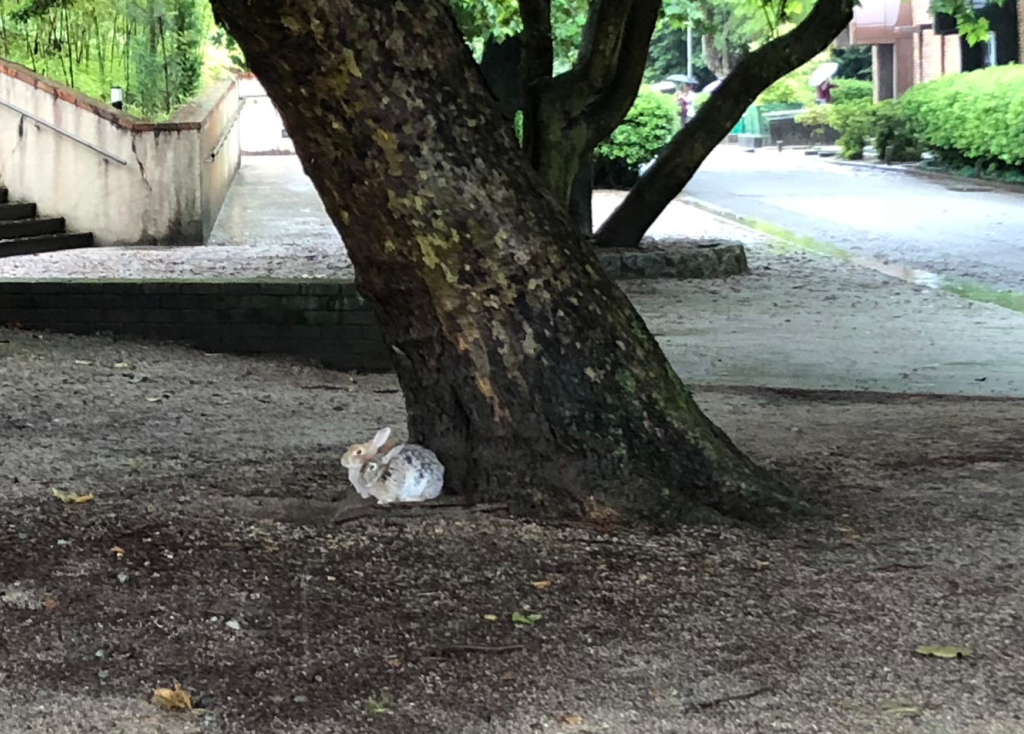 2018年6月うさぎ島（大久野島）雨降りの風景 仲良く、雨宿り