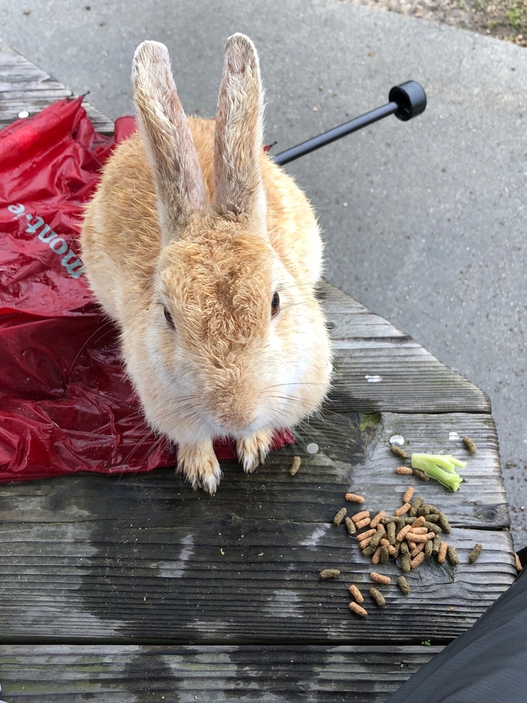 2018年6月うさぎ島（大久野島）雨降りの風景 「傘を返してね^^」