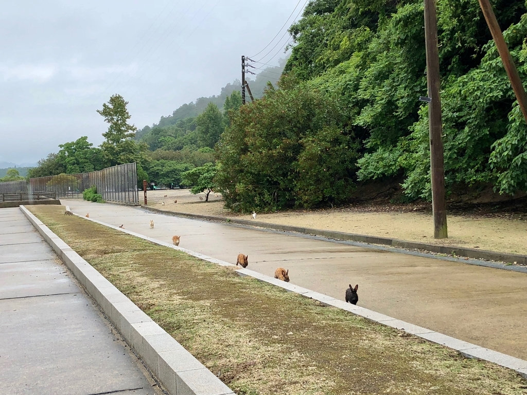 2018年6月うさぎ島（大久野島）雨降りの風景 雨でも めげずに、行進