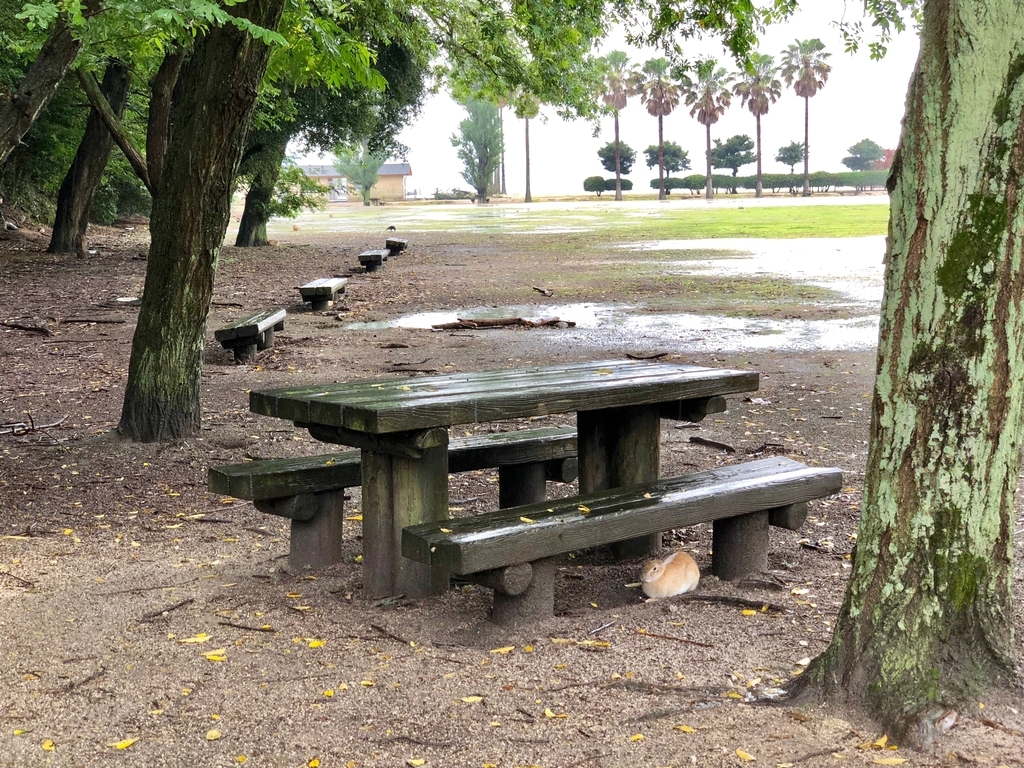 2018年6月うさぎ島（大久野島）雨降りの風景 うさぎさんも、雨宿り