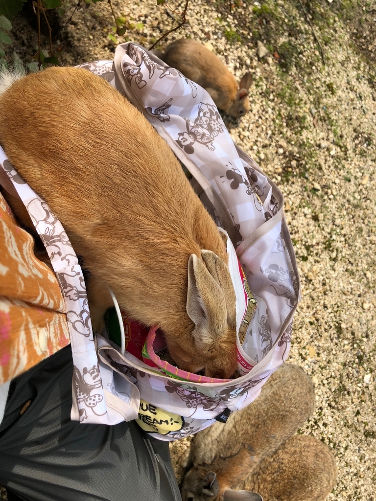 2018年6月うさぎ島（大久野島）袋の中に入ってしまう うさぎさん