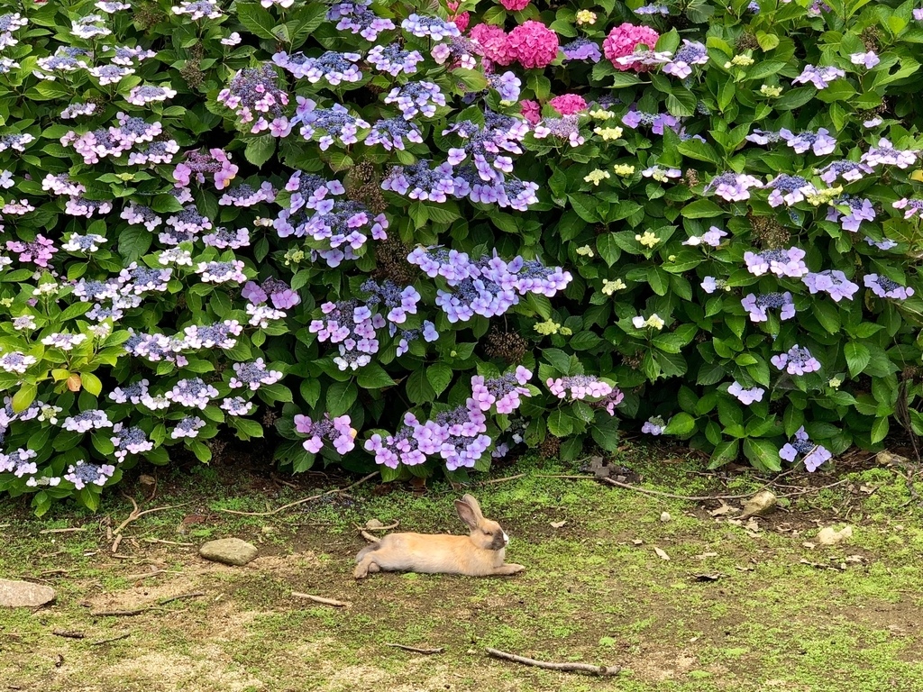 紫陽花の頃のうさぎ島（大久野島）、初めて「うさぎの集団 足ダン」を