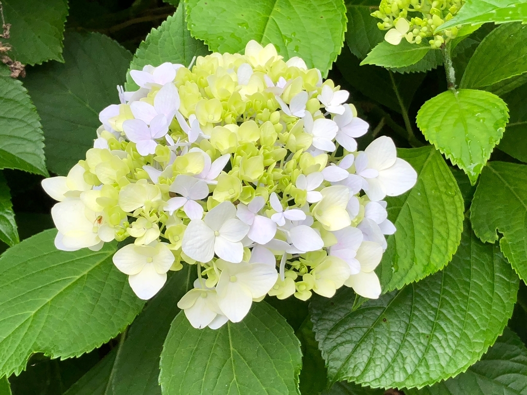 山口県秋吉台国定公園 秋吉台 秋芳洞 エレベータへの道 ６月 両脇には紫陽花満開