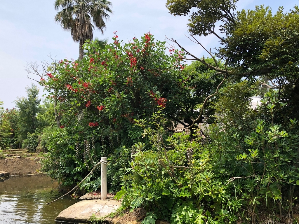 山口県宇部市「ときわ動物園」中南米の水辺ゾーン