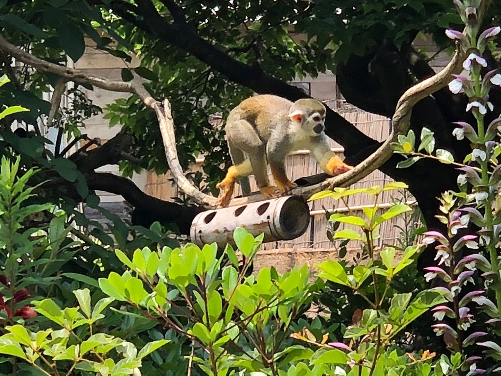 山口県宇部市「ときわ動物園」中南米の水辺ゾーン「リスザル」