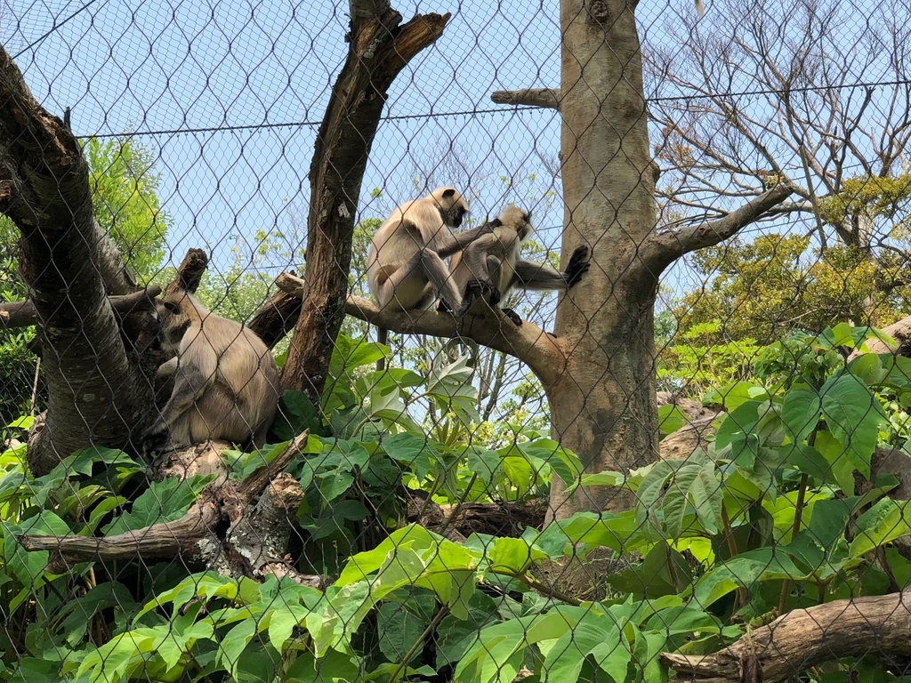 山口県宇部市「ときわ動物園」アジア森林ゾーン「ハルマンラングール」