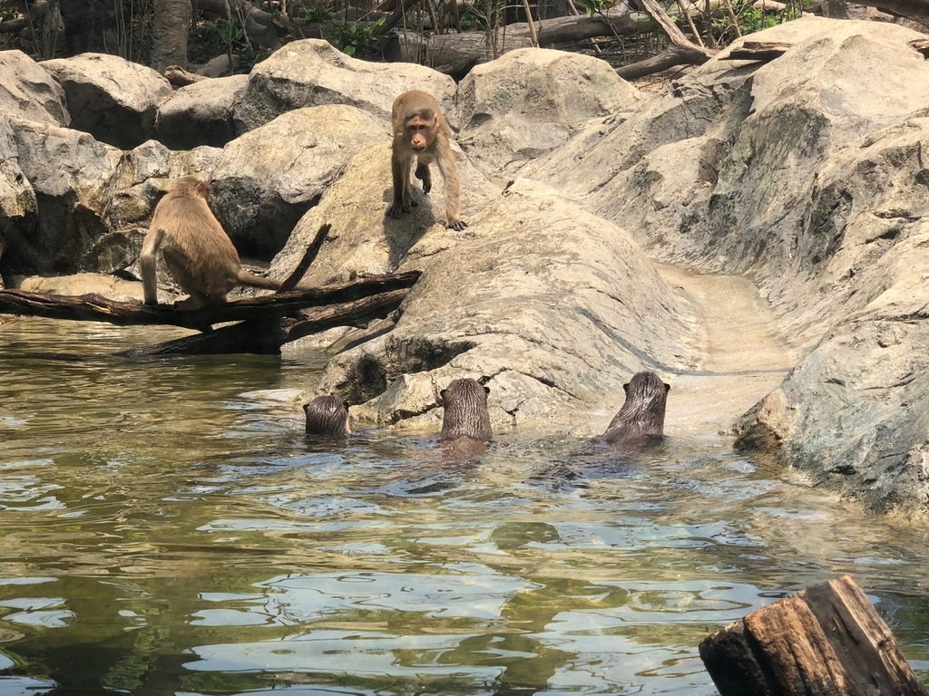 山口県宇部市「ときわ動物園」アジア森林ゾーン「ボンネットモンキー」